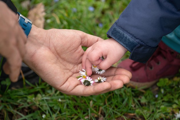 A small hand placing daisies in a big hand.