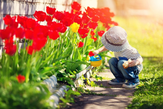 Toddler watering a row of red tulips.